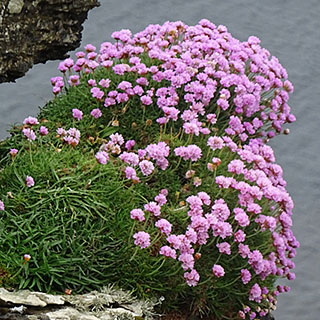 Spanish grass, Pink-flowering
